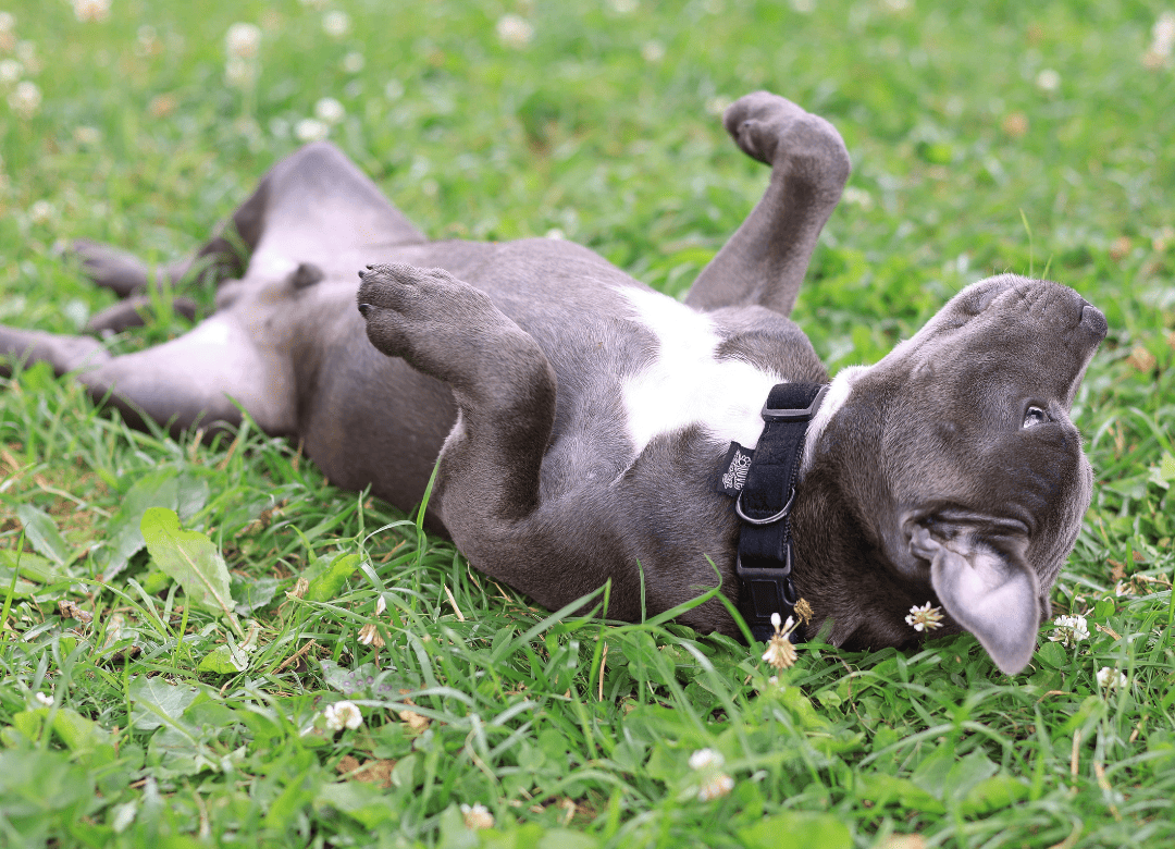pup who suffers from seasonal allergies rolling