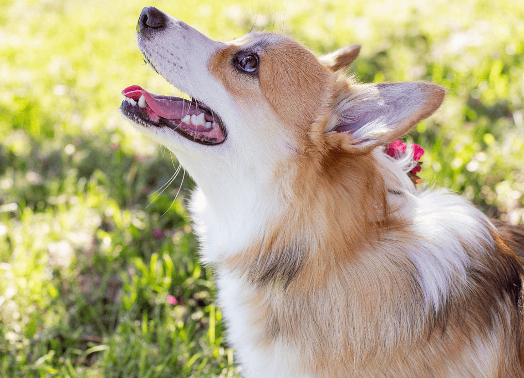 jojoba oil can be a great natural remedies for dog allergies