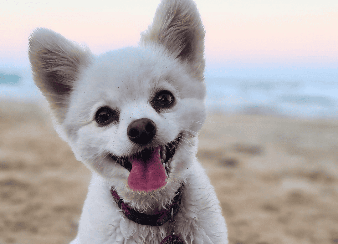 bromelain can be used to help dogs with allergies