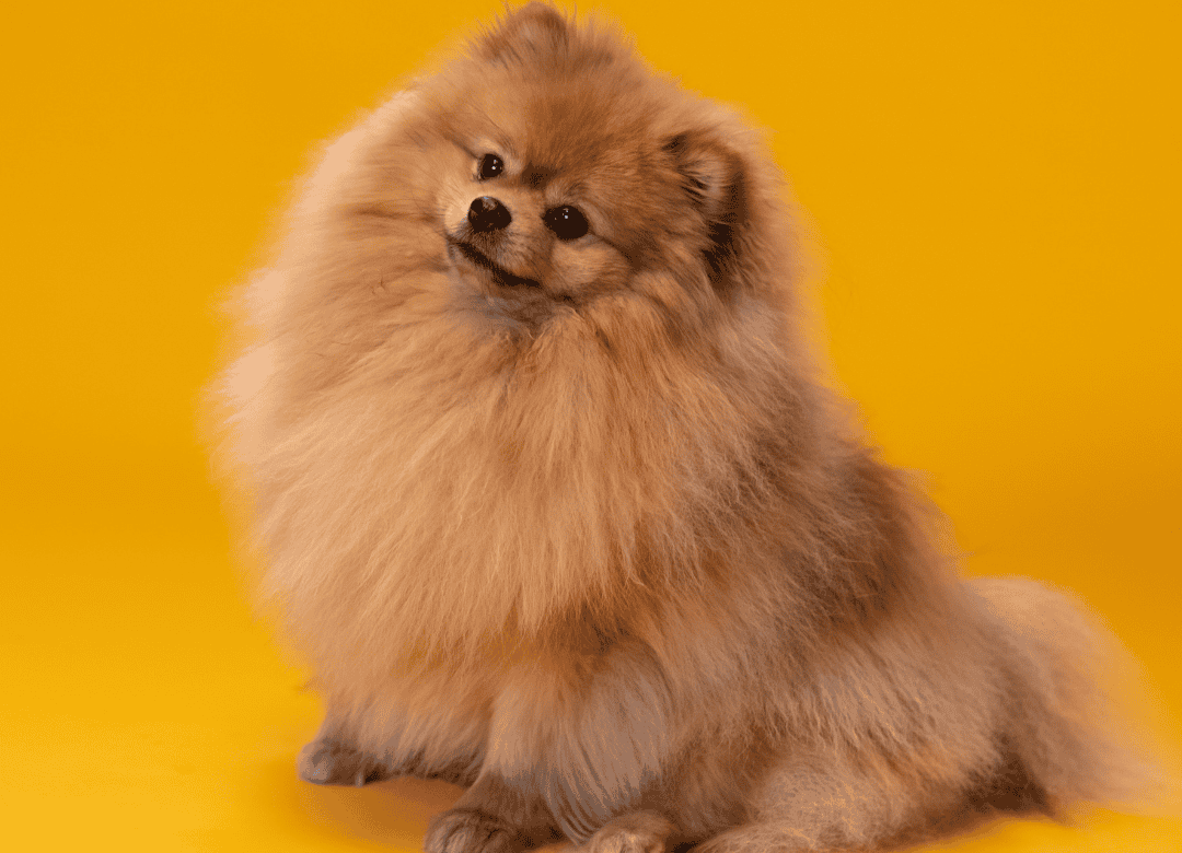 turmeric is used as a natural remedy for dog allergies