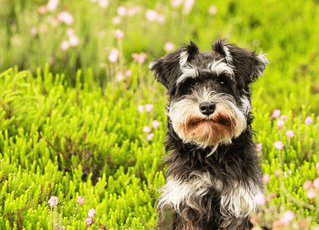 bone both has many benefits for pups including to help relieve allergies