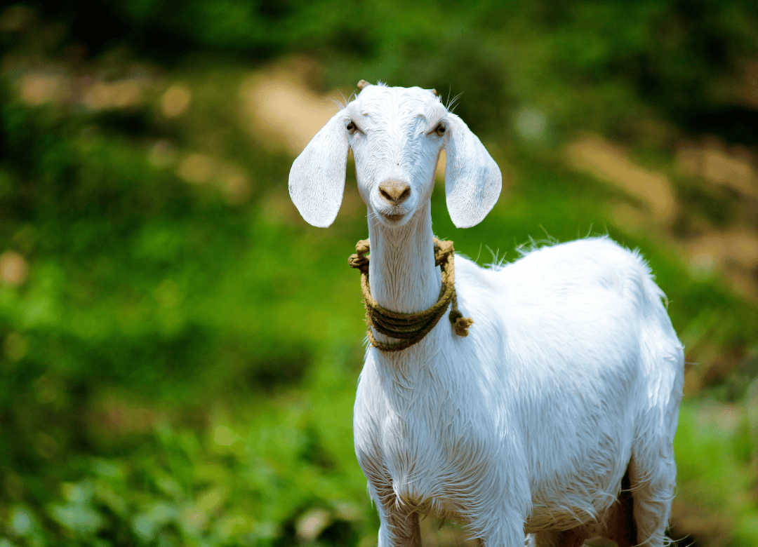 goat's milk like from a cute goat like this one may be used as natural remedies for dog allergies