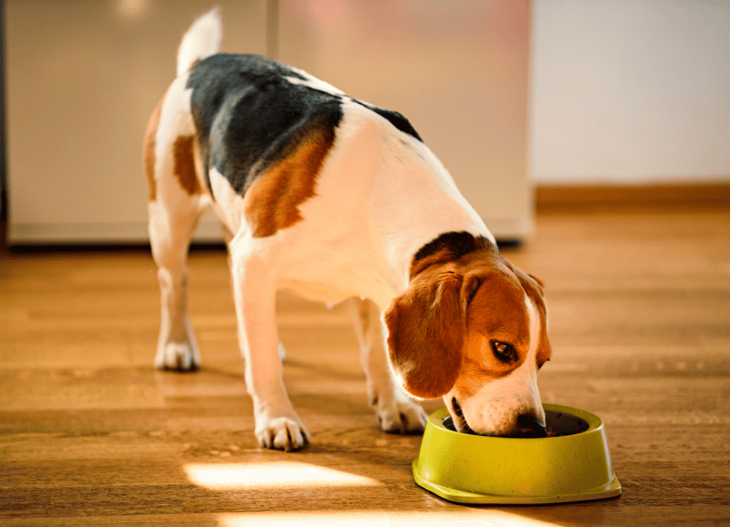 a beagle eats from a green dog bowl