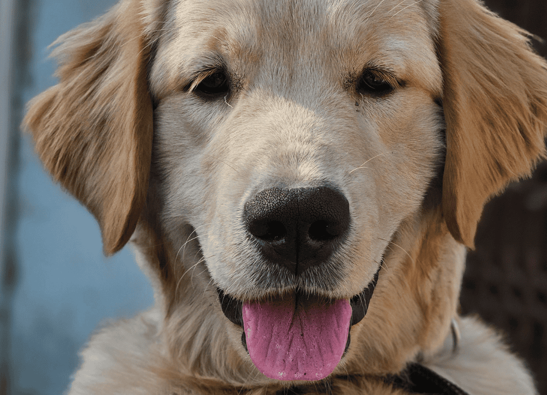 dogs of all ages can suffer and benefit from natural remedies for dog allergies