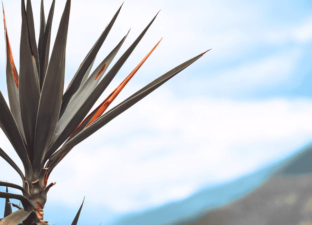 Yucca has allergy relieve properties for dogs