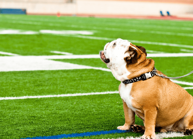 a bulldog checks out the field at a ballgame