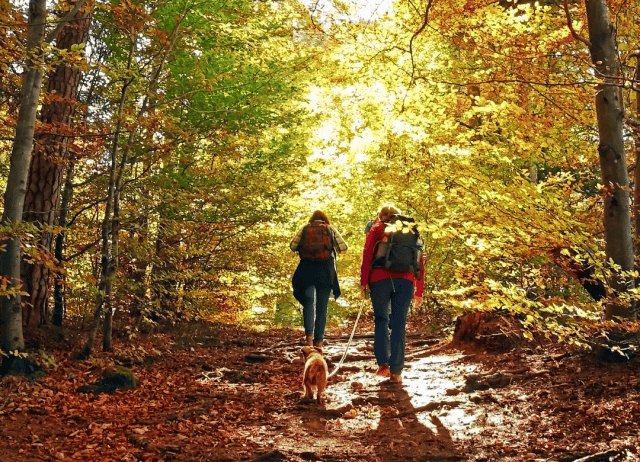 a Fall dog date hiking through the colored trees can be fun