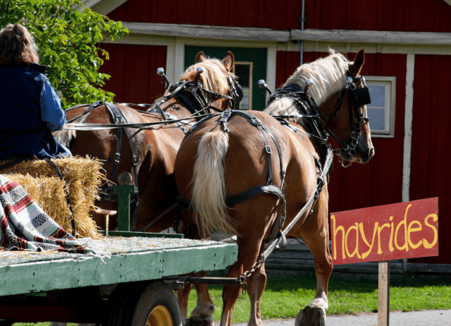 a hayride with your pup and sweetheart can be a fun affordable dog date