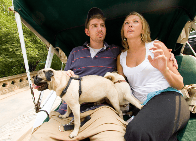 a couple enjoys a horse carriage ride on their date with their dog