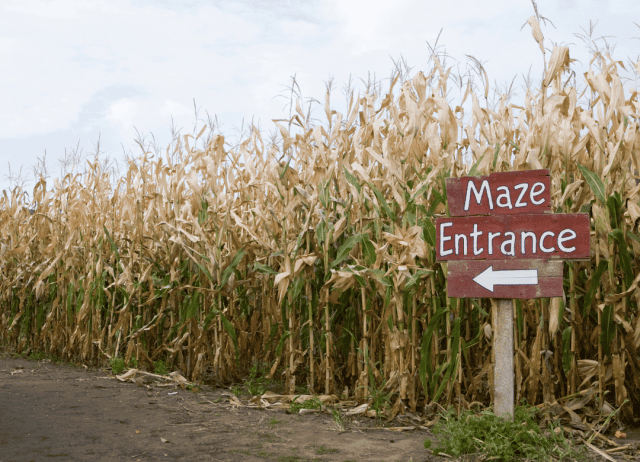 exploring a maze can be a fun dog date