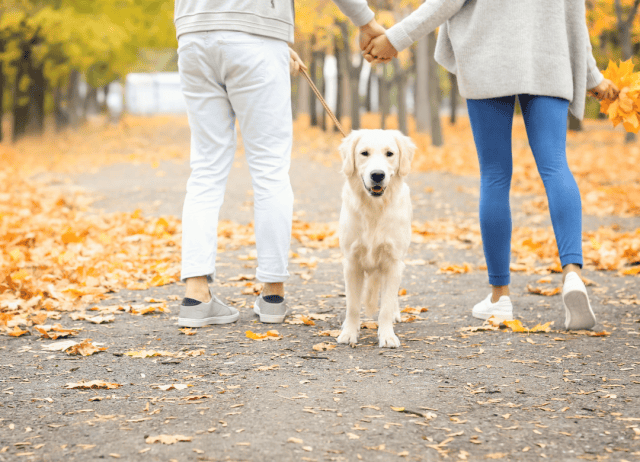 an outdoor museum can be a fun dog date