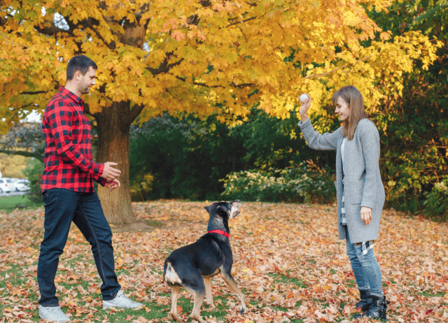 a play dog date is a great way to get to know someon