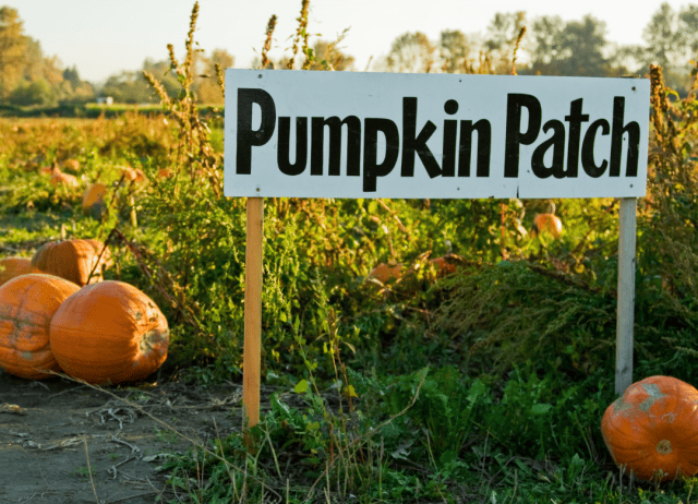 a pumpkin patch waits to be explored