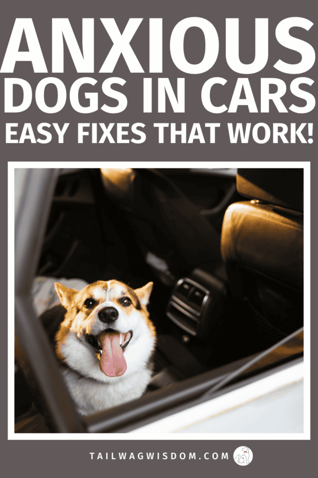 Struggling with anxious dogs in cars? These simple dog anxiety tips will help calm your dog during car rides fast. Easy, affordable solutions for dog travel stress. Find more great dog care tips at tailwagwisdom.com
