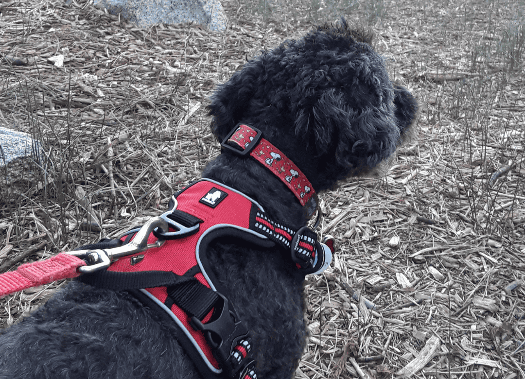 Henry goes for a short walk after a car ride