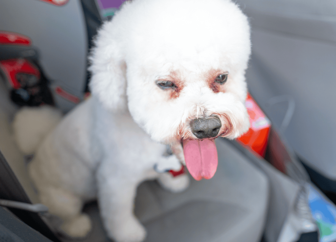 a white dog is part of the anxious dogs in cars as she pants in the back seat of a car waiting to go for a car ride