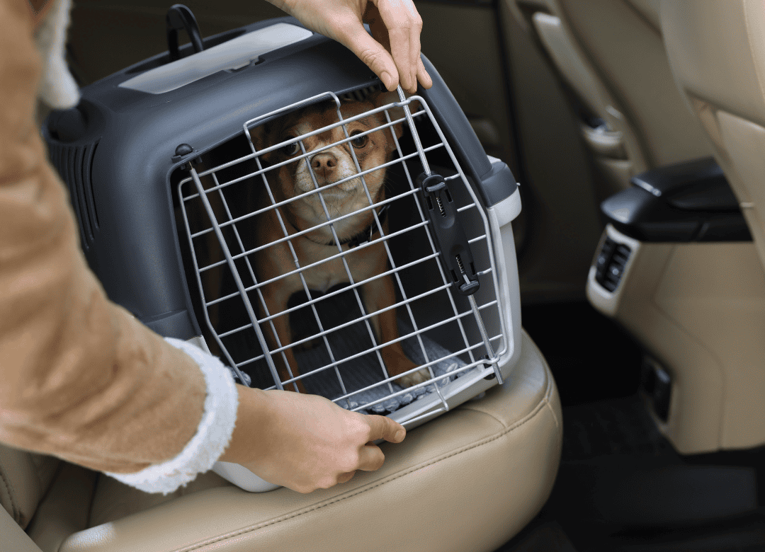 a little dog is secured in a crate and the back seat of a car as a she is part of the many anxious dogs in cars