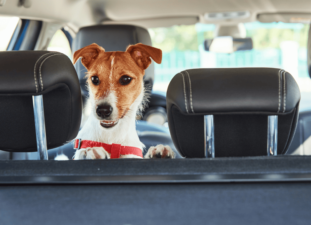 a dog looks out the back of the car as he's one of many anxious dogs in cars