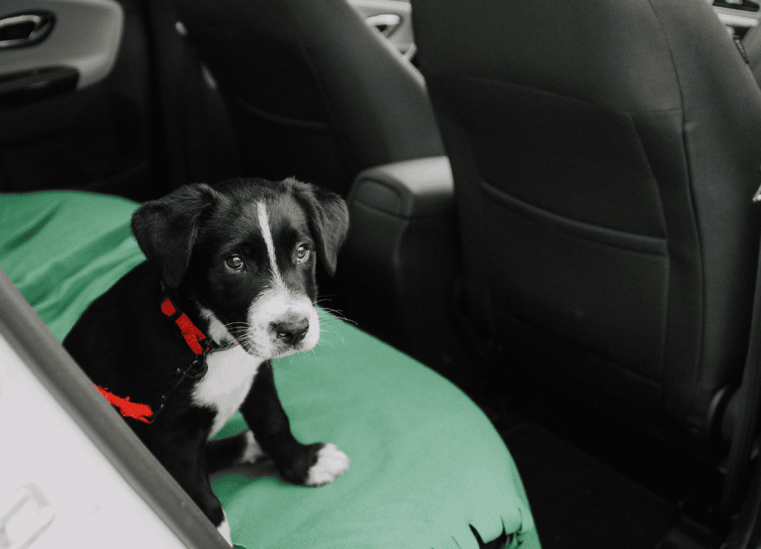 a puppy gets used to riding in the car and not be scared