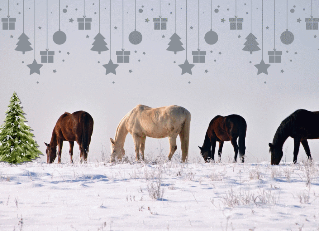 Wild Horses in the snow wild horse look for food in a snow covered field