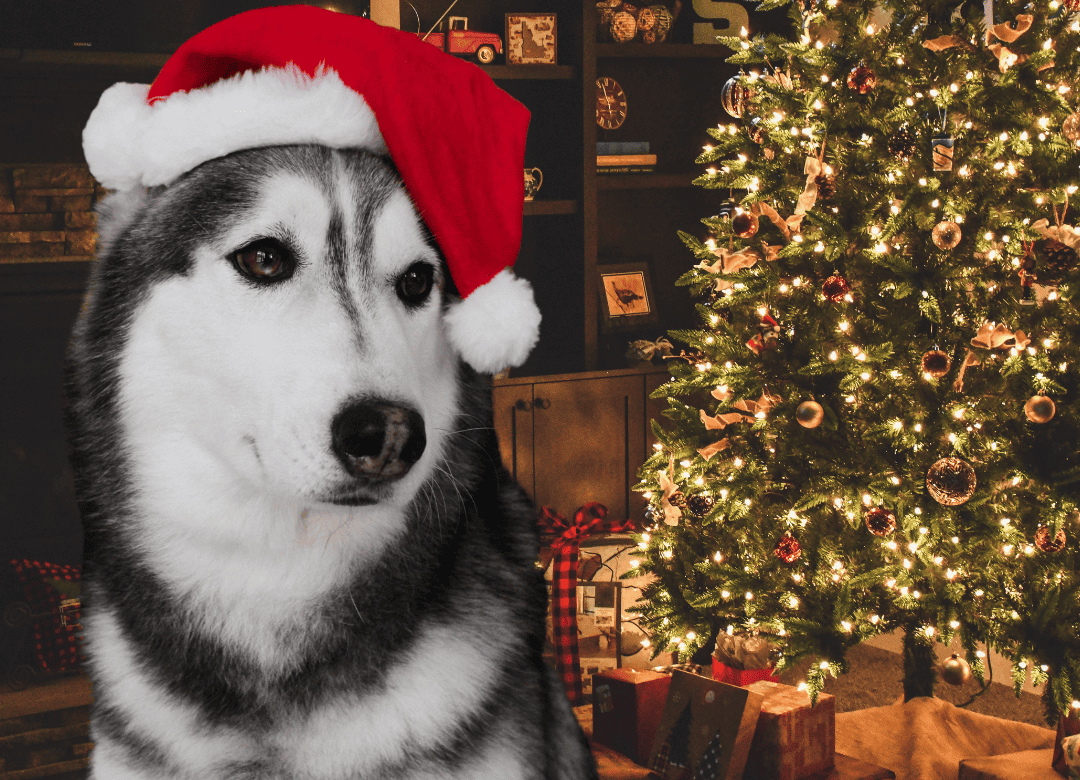 dog lover gifts are over seen by a husky with a santa hat