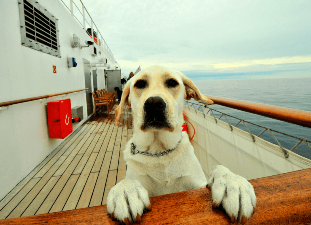 a dog on a cruise plans to return to the US and follow the CDC rules