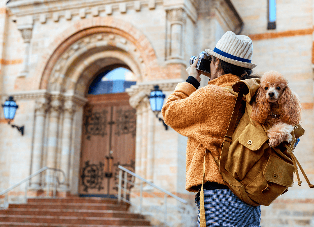 a cute poodle tours Europe and is prepared for the CDC travel rules for dogs