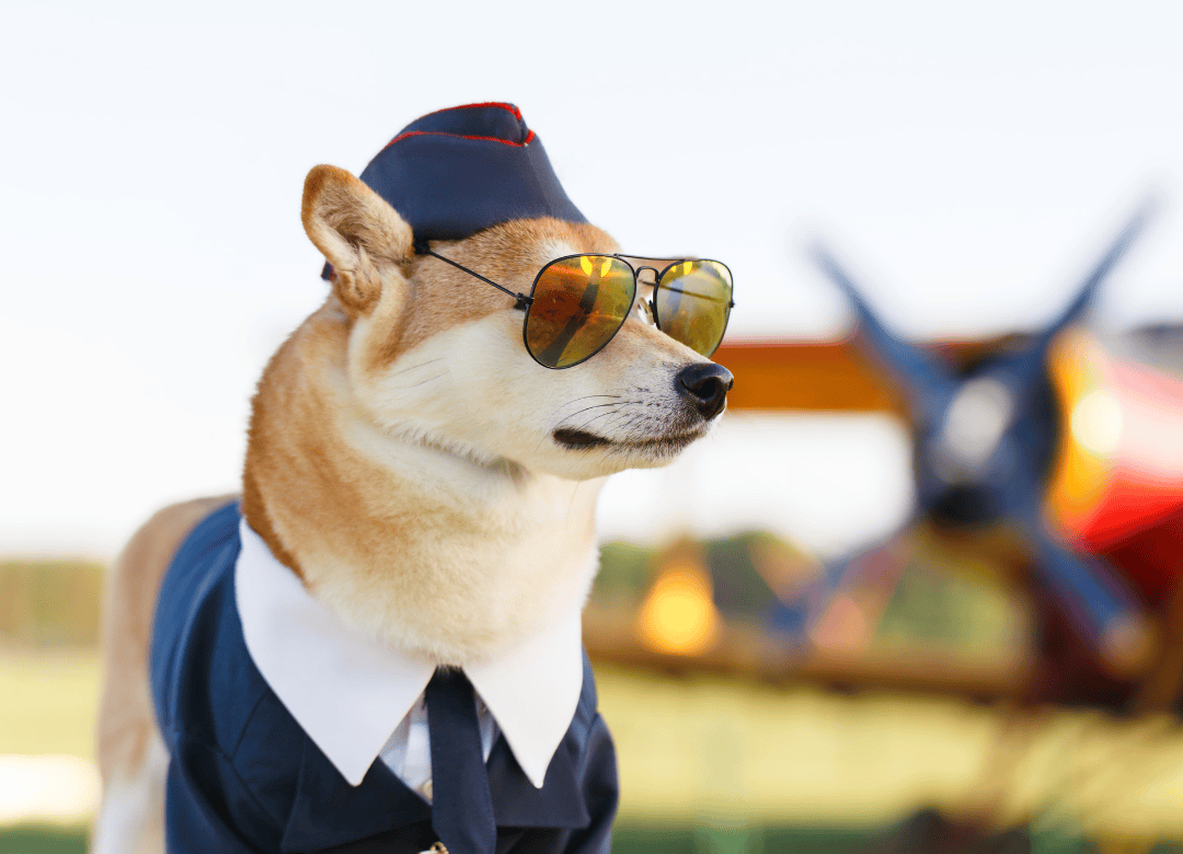 a canine is preparing to board a plane and follow the CDC travel rules for dogs