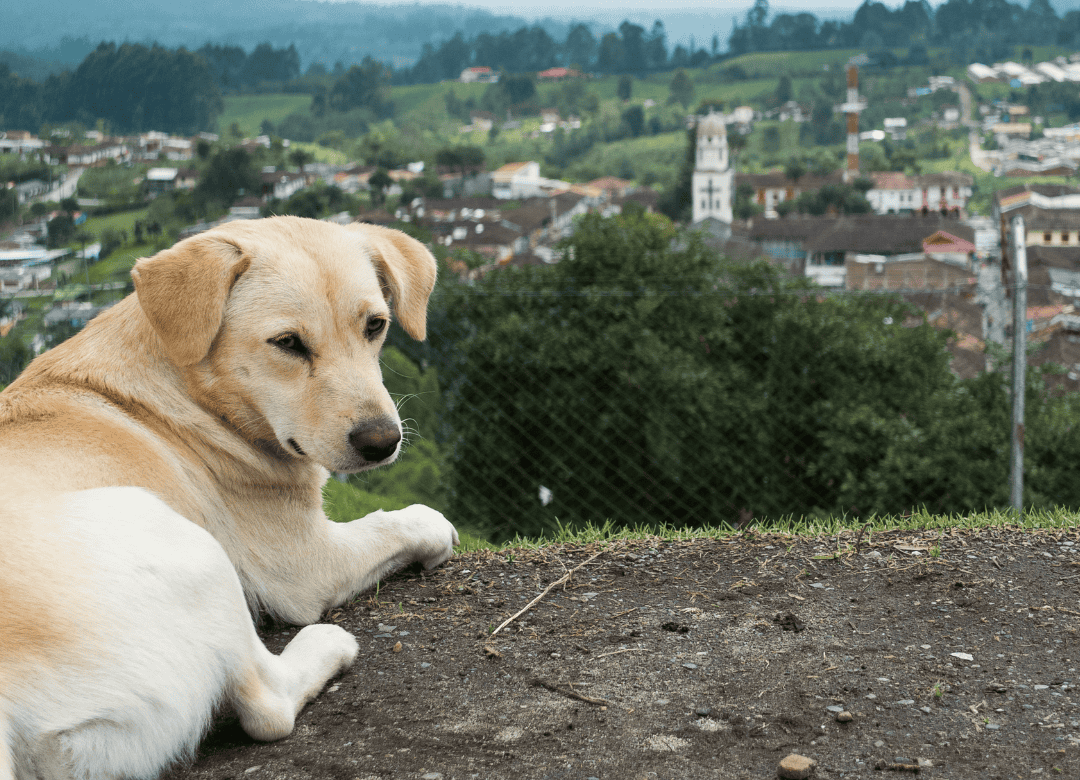 a pup in a high risk rabies country relaxes and thinks about the CDC travel rules for dogs