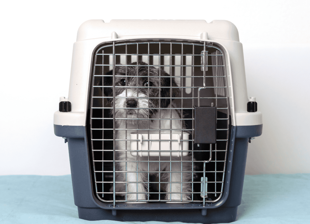 a pup is in a crate as he adheres to the CDC travel rules for dogs