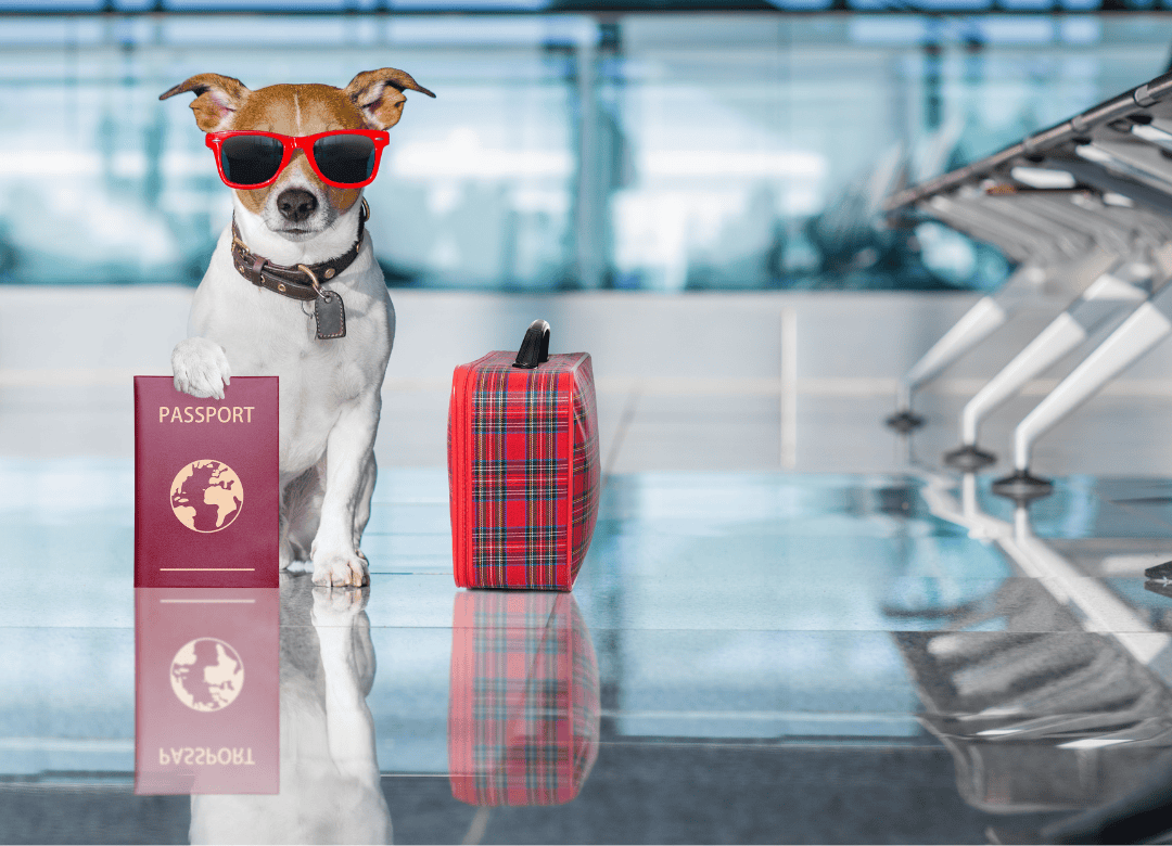 a pup is prepared for the CDC travel rules for dogs as he arrives at an airport