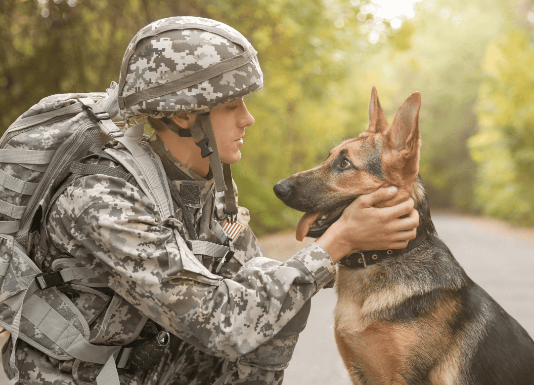 a military dog prepares to return home