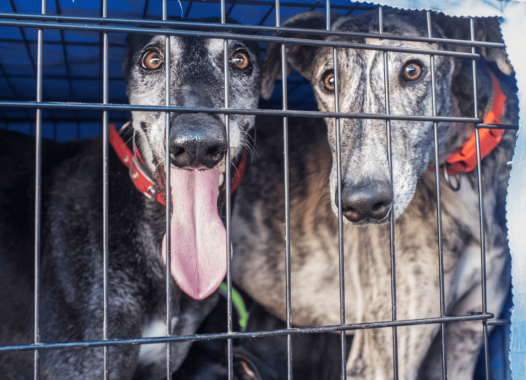 two greyhounds are preparing to come to the US and follow the CDC requirements