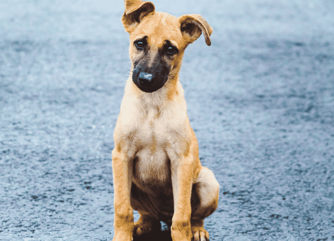a rescue dog prepares to travel to the US