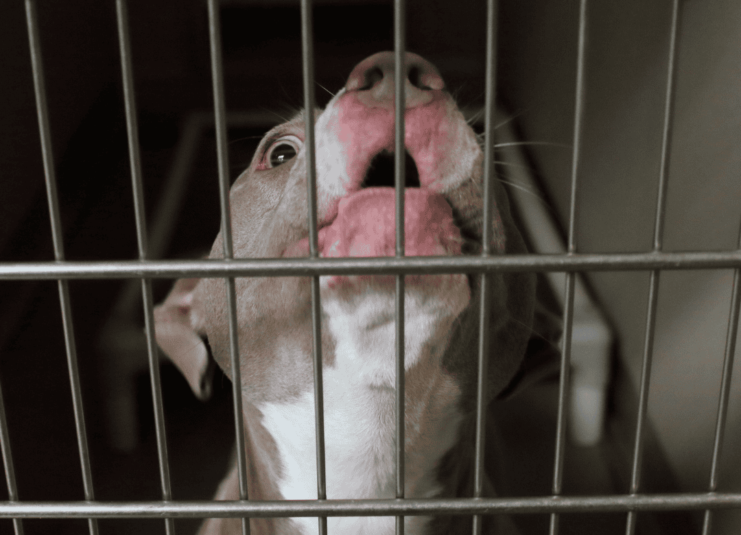 dog is preparing to be returned after not meeting the CDC requirements for importation