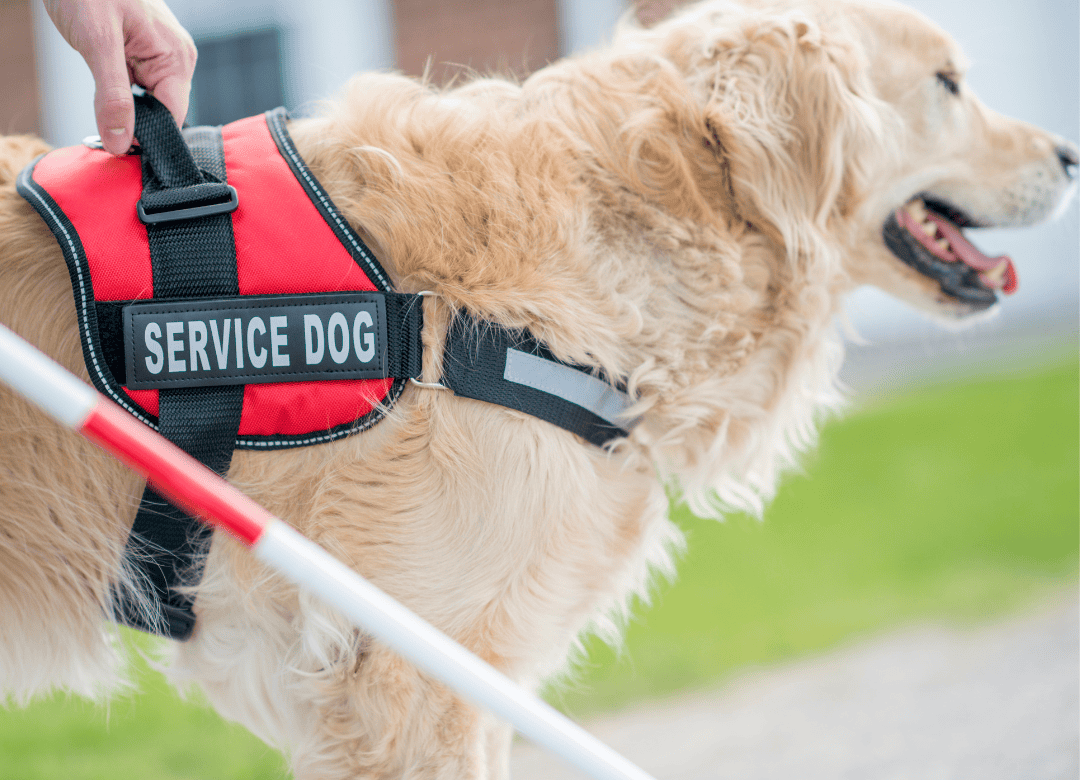 a service dog prepares to travel to the US and follow the CDC rules