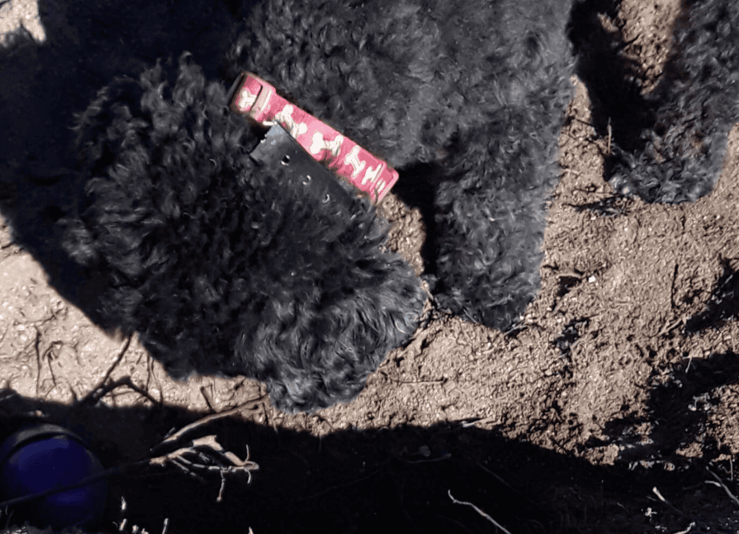Henry loves digging in his digging zones