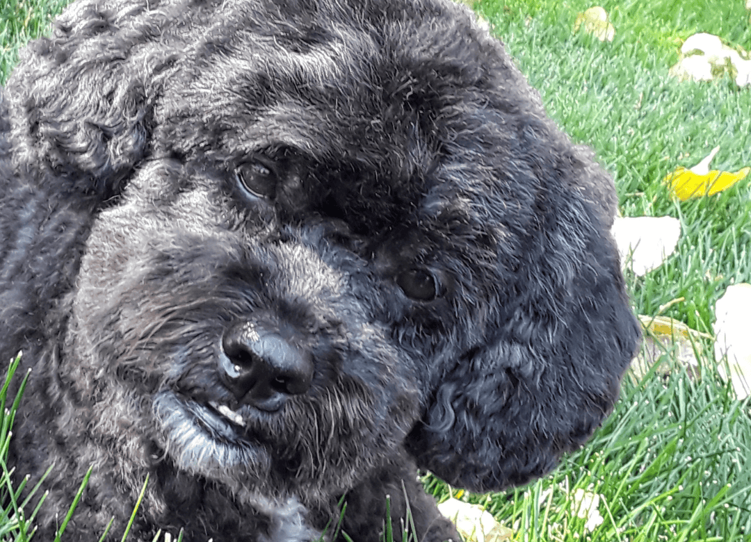 Henry wonders who's working on your buddy at your veterinarian clinic