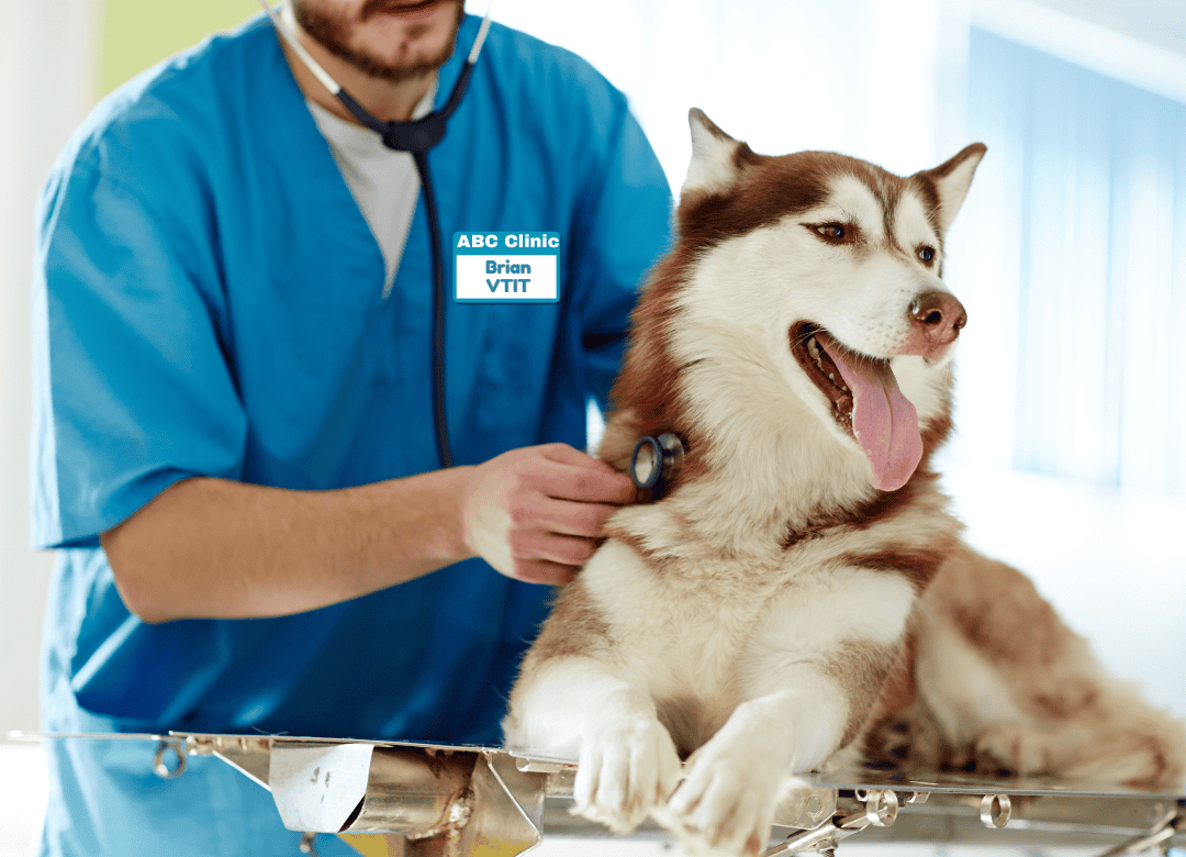 a VTIT works on a Husky dog at a veterinarian clinic