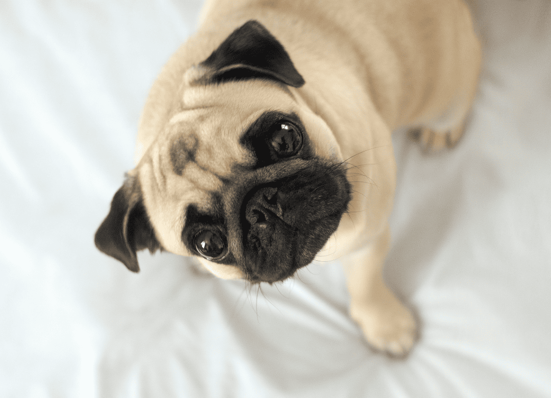a cute pug stops dog digging into his humans bed