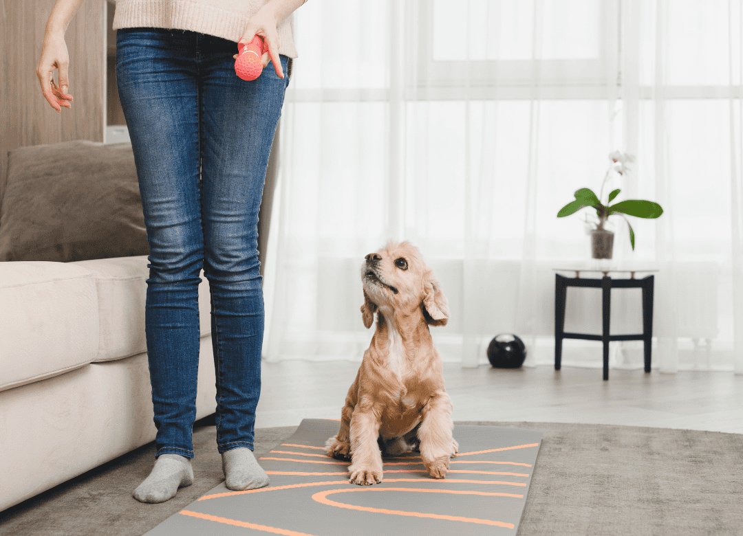 a pet behaviorist works with a pup to stop him being a dog digging inside