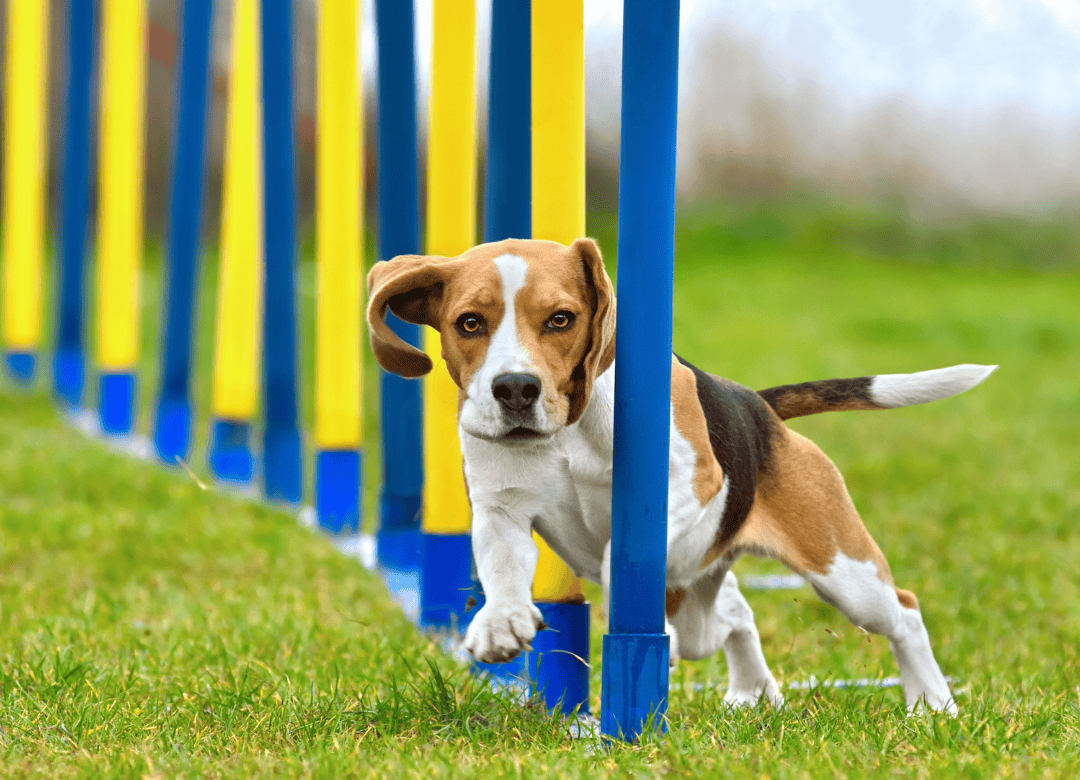a beagle practices agility to stop him from being a dog digging furniture