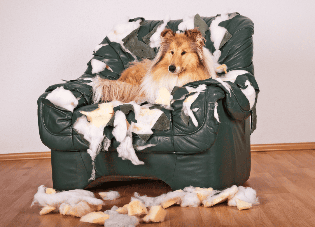 a dog digging a chair has resulted in a destroyed chair and a satisfied pup