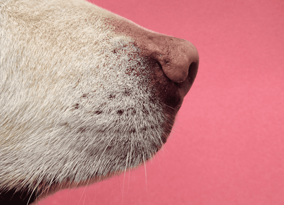 a pup's nose up close as he sniff's out a good spot for a bit of dog digging inside the house.