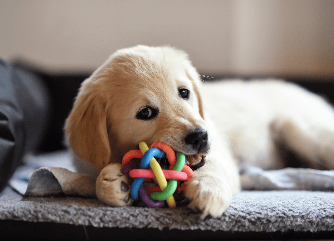 a puppy chews a toy rather than being a dog digging the furniture