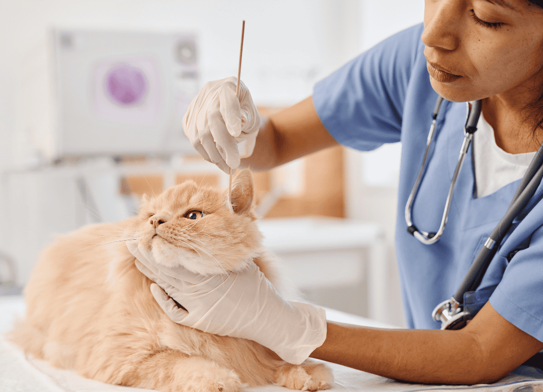 veterinarian clinic staff cleans a cat's ears
