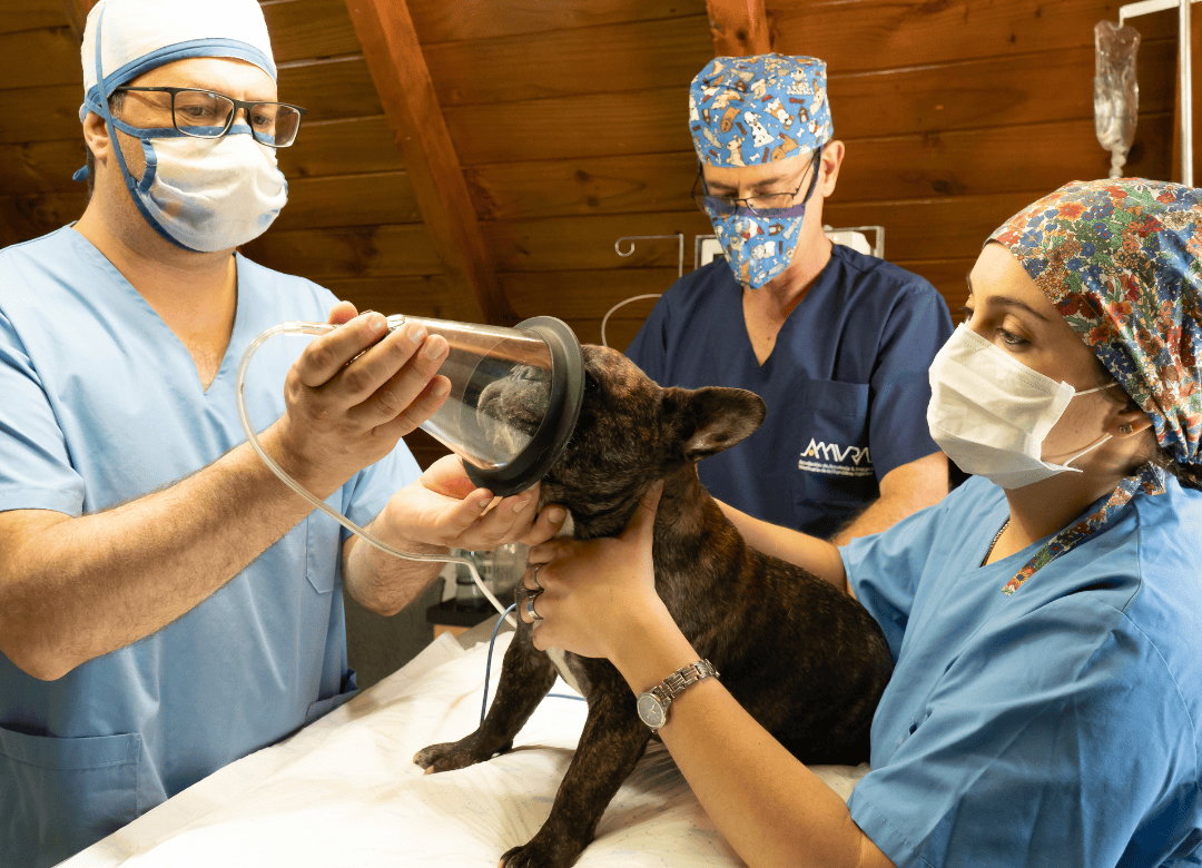 veterinarian and vet nurse prepares a dog for surgery