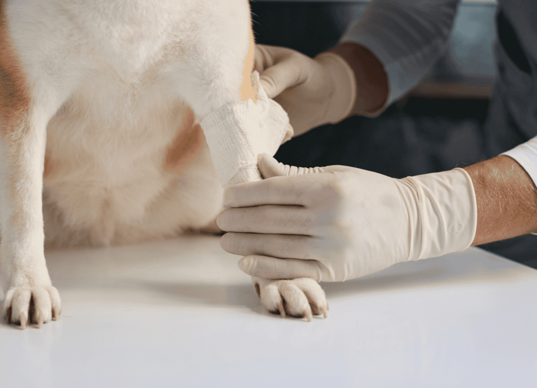 veterinarian clinic tech administers first aid