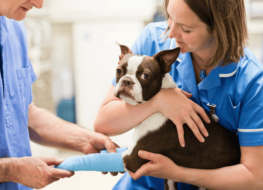 veterinarian clinic vet tech helps to care for an injured dog