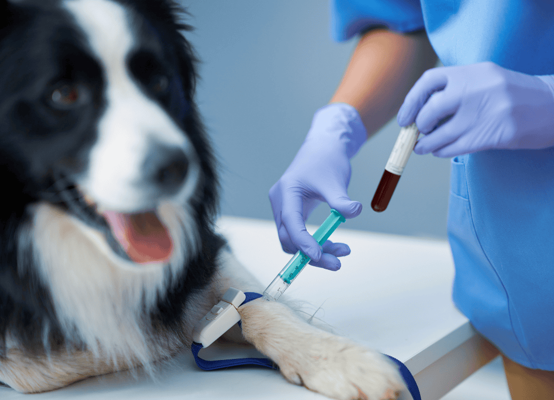 a vet tech in training practices drawing blood on a dog at a veterinarian clinic